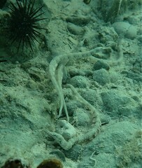 Corythoichthys schultzi