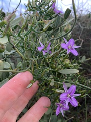 Thysanotus patersonii