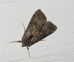 Syngrapha viridisigma