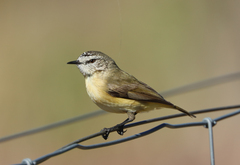 Acanthiza chrysorrhoa