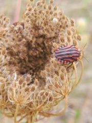Graphosoma italicum