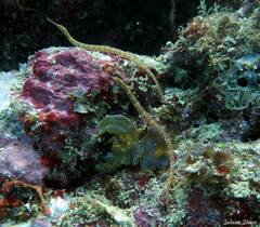 Corythoichthys ocellatus