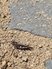 Oedaleus infernalis