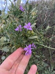 Thysanotus patersonii