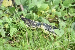 Spilotes pullatus