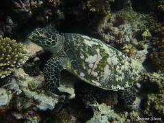 Eretmochelys imbricata