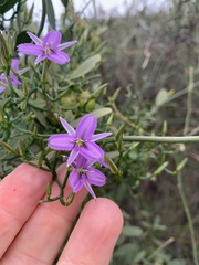 Thysanotus patersonii