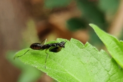 Odontomantis planiceps
