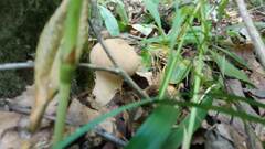 Lycoperdon excipuliforme