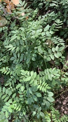 Glycyrrhiza echinata