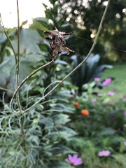 Neoscona arabesca