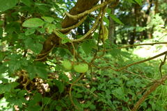 Akebia