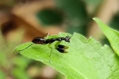 Odontomantis planiceps