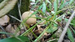 Lycoperdon excipuliforme