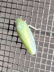 Gyponana