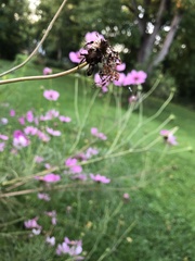 Neoscona arabesca