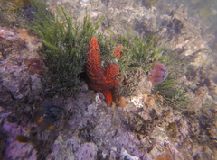 Uniophora granifera