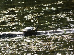 Trachemys scripta elegans