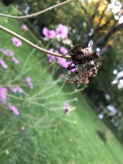 Neoscona arabesca