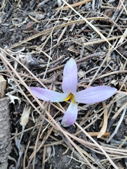 Colchicum montanum