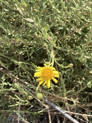 Limbarda crithmoides