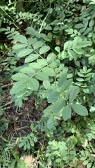 Glycyrrhiza echinata