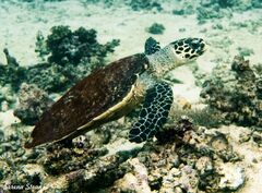 Eretmochelys imbricata