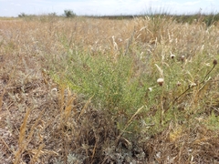 Asparagus maritimus