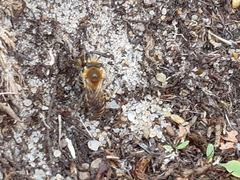Colletes hederae