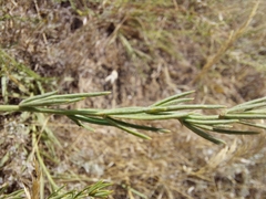 Asparagus maritimus