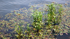 Sagittaria sagittifolia