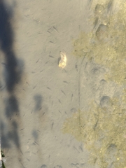 Actinopterygii