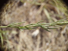 Asparagus maritimus