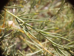 Asparagus maritimus