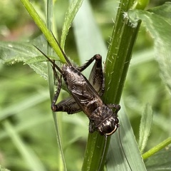Loxoblemmus sylvestris