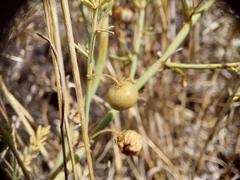 Asparagus maritimus