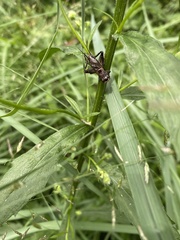 Loxoblemmus sylvestris