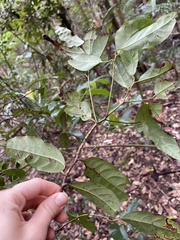 Cryptocarya macdonaldii