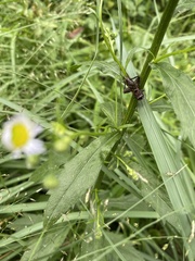 Loxoblemmus sylvestris