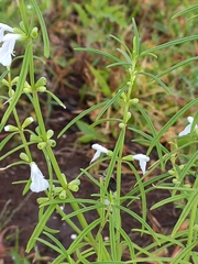 Leucas