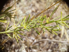 Asparagus maritimus