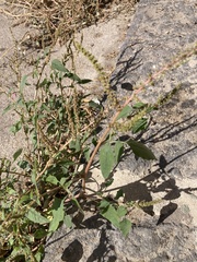 Amaranthus viridis