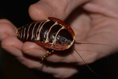 Polyzosteria pulchra