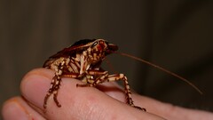 Polyzosteria pulchra