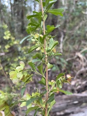 Dodonaea viscosa cuneata