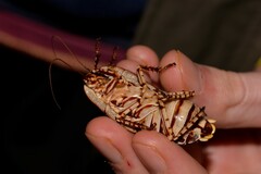 Polyzosteria pulchra