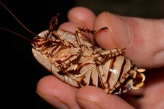 Polyzosteria pulchra