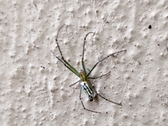 Leucauge decorata