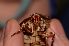 Polyzosteria pulchra