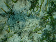 Dolabella auricularia